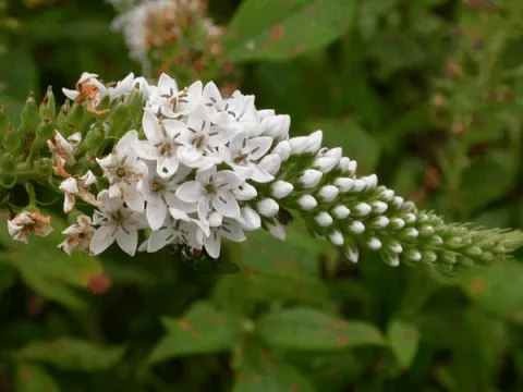 Lysimachia clethroides