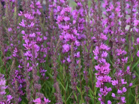 Lythrum sal. 'Lady Sackville'