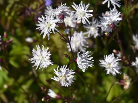 Lychnis hybr. 'Petit Henri'