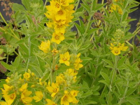 Lysimachia punctata
