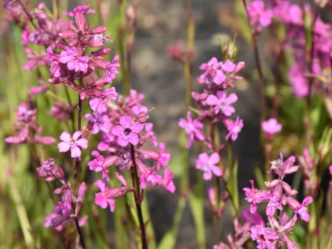 Lychnis viscaria 'Splendens'
