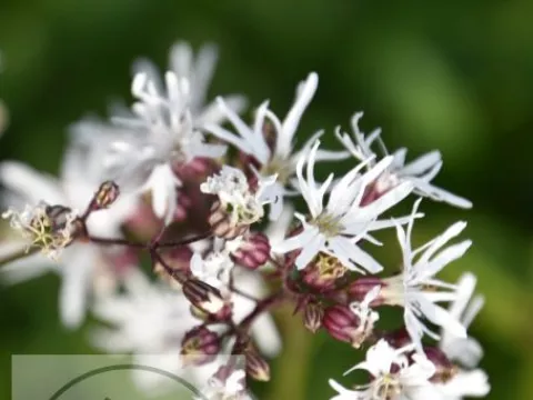 Lychnis flos-cuculi 'White Robin'