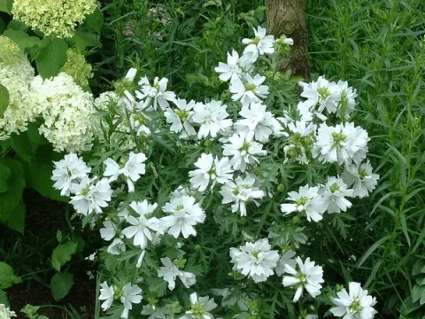 Malva moschata 'Alba'