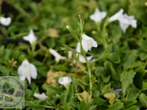 Mazus reptans 'Alba'