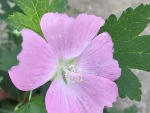 Malva alcea 'Fastigiata'