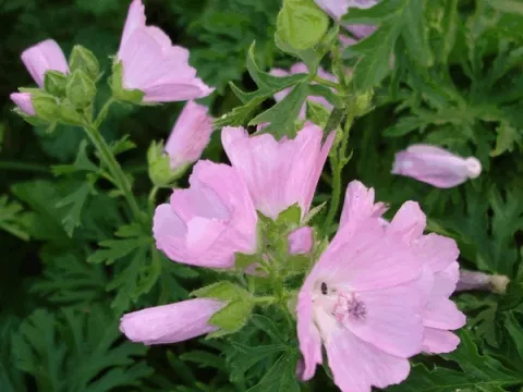Malva moschata