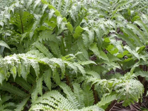 Matteuccia orientalis