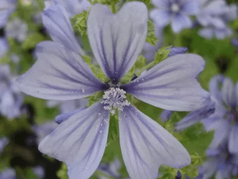 Malva sylv. 'Primley Blue'
