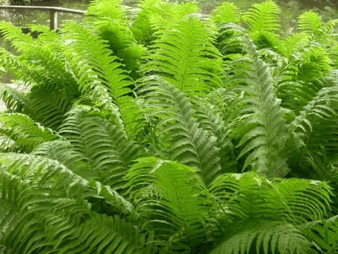 Matteuccia pensylvanica