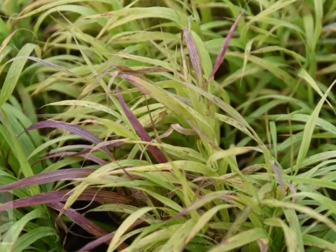 Melica alt. 'Atropurpurea'