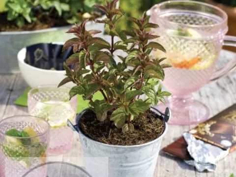 Mentha piperita 'Chocolate'