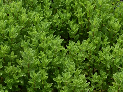 Mentha spicata 'Moroccan'