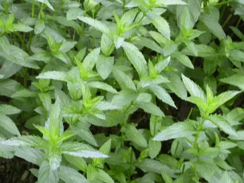Mentha spicata