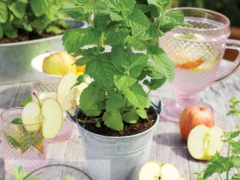 Mentha suaveolens (rotundifolia)