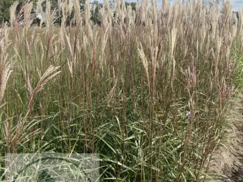 Miscanthus sin. 'Afrika'
