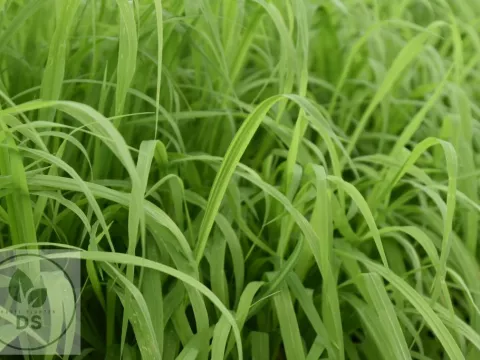 Milium effusum 'Aureum'