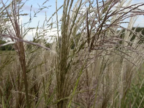 Miscanthus sin. 'China'