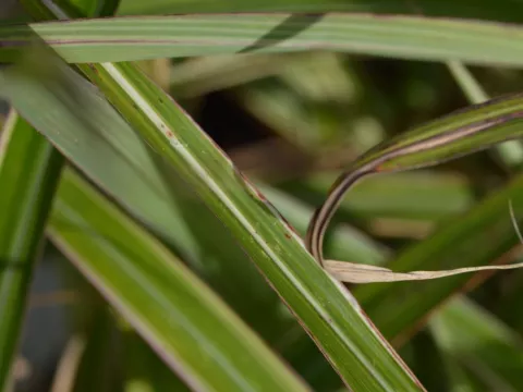 Miscanthus sin. 'Cosmopolitan'