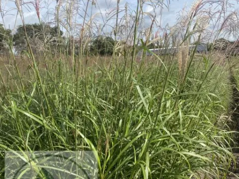 Miscanthus sin. 'Emmanuel Lepage'