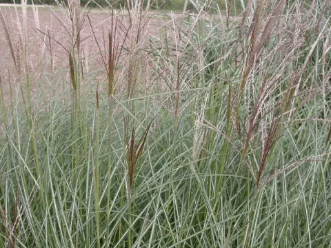 Miscanthus sin. 'Flamingo'