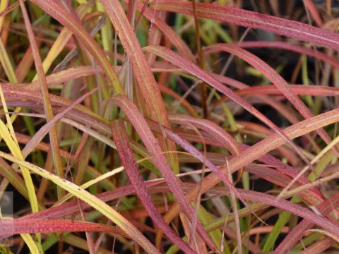 Miscanthus sin. 'Ghana'