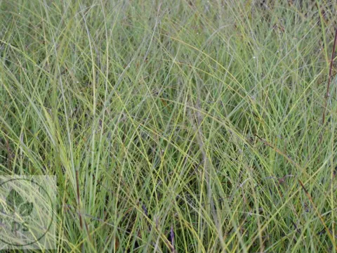 Miscanthus sin. 'Gracillimus' 2 Liter