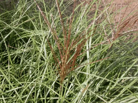 Miscanthus sin. 'Krater'