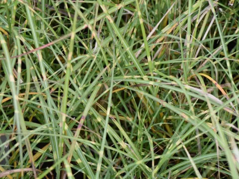 Miscanthus sin. 'Little Zebra'