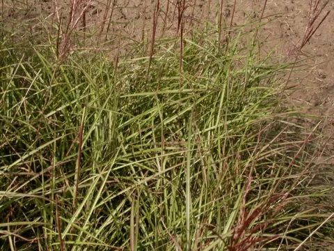 Miscanthus sin. 'Nippon'