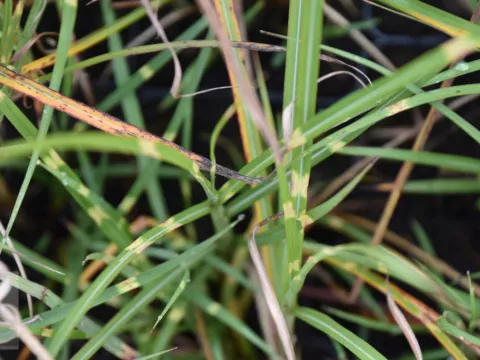 Miscanthus sin. 'Punktchen'