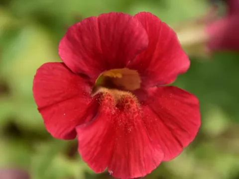 Mimulus cupr. 'Roter Kaiser'