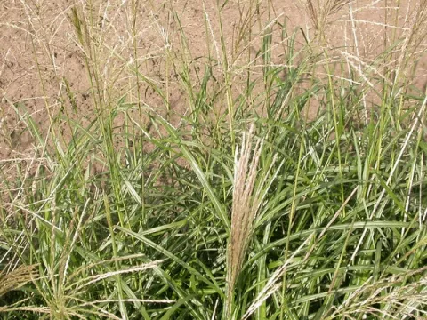 Miscanthus sin. 'Silberfeder'