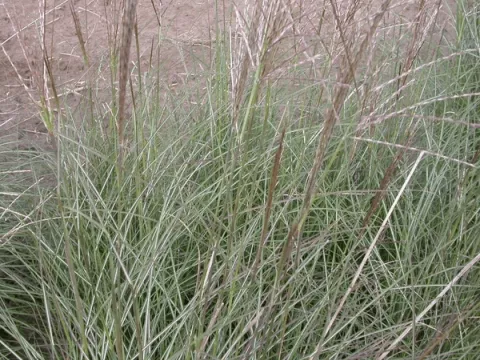 Miscanthus sin. 'Sirene'
