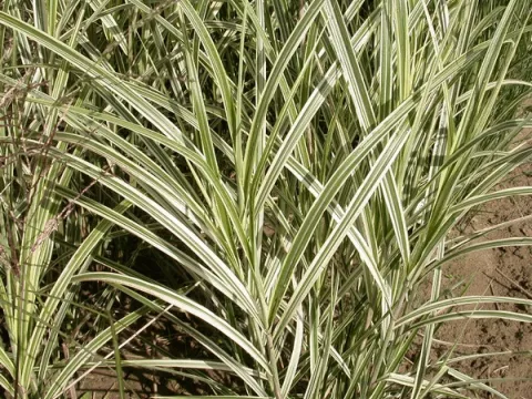 Miscanthus sin. 'Variegatus'