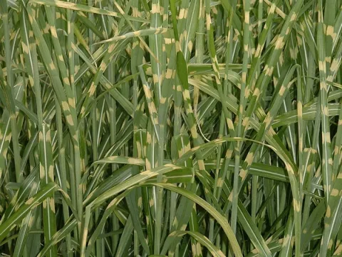 Miscanthus sin. 'Zebrinus'