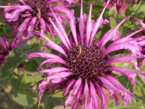 Monarda 'Aquarius'