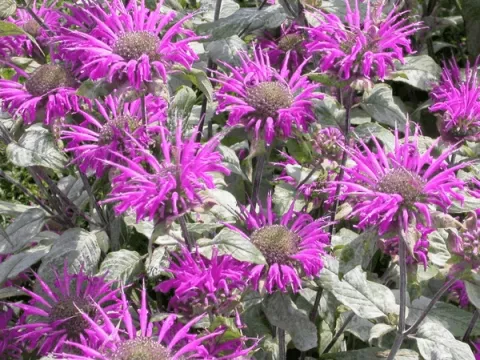 Monarda 'Blaustrumpf'