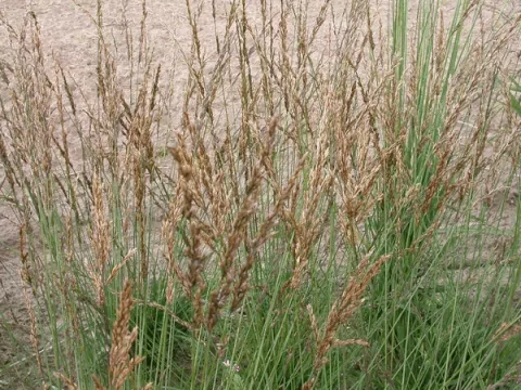 Molinia caer. 'Dauerstrahl'