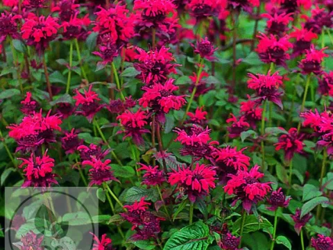 Monarda didyma