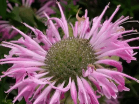 Monarda 'Fishes'