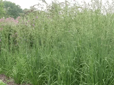 Molinia arund. 'Karl Foerster'