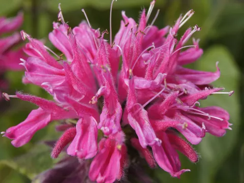 Monarda 'Marshall's Delight'