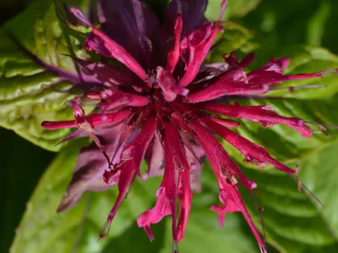 Monarda 'Melissa'