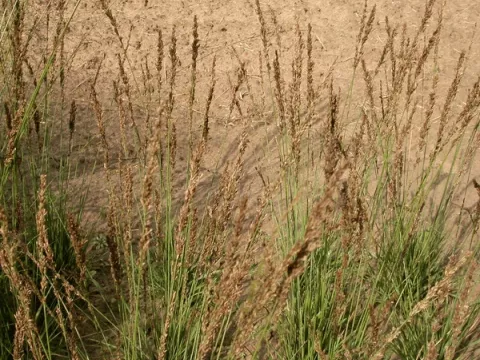 Molinia caer. 'Moorhexe'