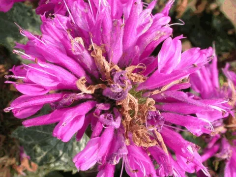Monarda 'Petite Delight'