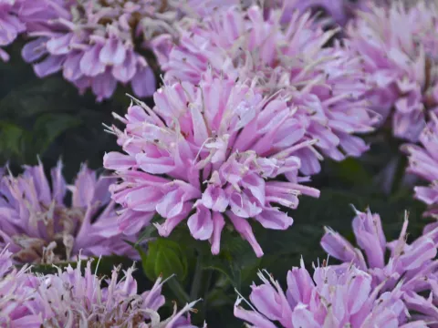 Monarda Sugar Buzz 'Pink Frosting'