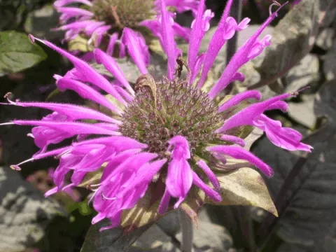 Monarda 'Praerienacht'
