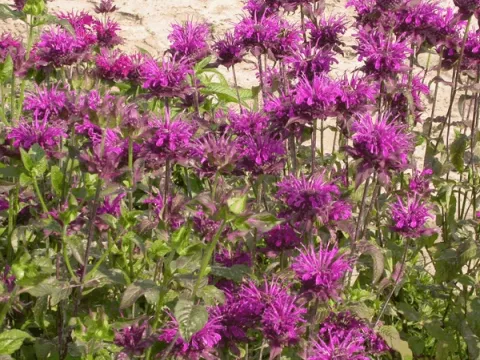 Monarda 'Scorpion'