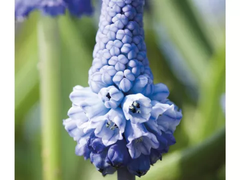 Muscari 'Azureum Blue'