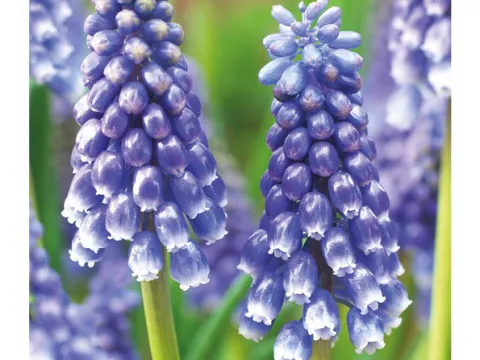 Muscari 'Bling Bling'